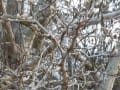 コブシ、kobus magnolia, の芽（つぼみ）が少し膨らみだした。　県立三木山森林公園　植物図鑑