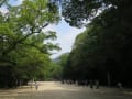 [9]広い参道、両脇には楠の巨木が多数あり。IMG_3916.JPG
