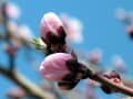 2017春　長居植物園と浜寺公園