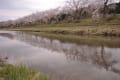 私のナイスショット（千本桜、大沼、磯上の山桜）