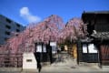 EOS６Dで撮った仙台市内桜