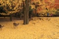 奈良公園　春日奥山の紅葉