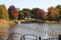 柏の葉公園の黄・紅葉の並木