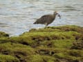 蟹を食べるホウロクシギ（カニを捕食するホウロクシギ）