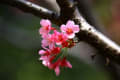 多摩森林科学園　保存林の桜
