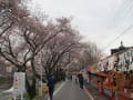 新境川の桜