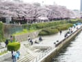 3月31日、向島“墨堤の桜”満開！