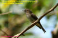 [24]Brown-streaked Flycatcher7Dec2010-02a-s.jpg