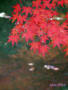鎌倉鶴岡八幡宮の紅葉