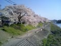 [79]高野川の桜♪