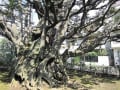 東京都港区高輪、忠臣蔵の屋敷跡に残る、スダジイの巨樹　17