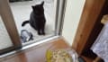 野良猫　90