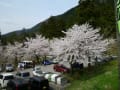 獅子吼高原の桜まつり