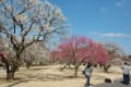 田鶴鳴梅林