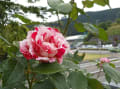 [32]島田バラ園　センチメンタル