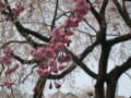 青雲寺の枝垂桜