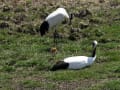 タンチョウ　自然公園