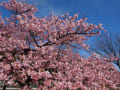 桜・・・春の象徴～市ノ坪公園行ってきました。