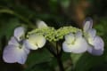 紫陽花が咲き始めたのに