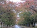 夜の森桜並木　紅葉２０２３