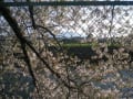 満開の桜を眺めながら散歩～気分爽快に・・・。すいとん。