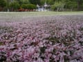 石崎地主海神社・散るも桜