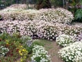 [1]2013.5四季の花公園-1.jpg