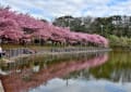 三浦海岸の河津桜　２