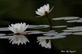 見沼自然公園のスイレン