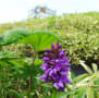 横津岳・花散策２０１６年６月７日