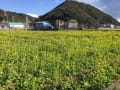 [20]南伊豆町 日野 菜の花畑