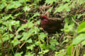 台湾の鳥　タカサゴマシコ