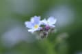 梅雨どきを彩る花