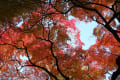 京都の紅葉　その７　（京都御苑の紅葉　その２）