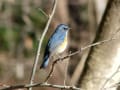 北本自然観察公園の野鳥