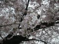 ２０１１年４月１１日の桜