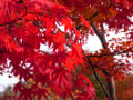 昭和記念公園紅葉