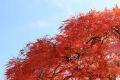 中島公園紅葉