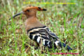 [6]Eurasian Hoopoe25Oct09-08a-s.jpg