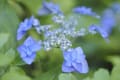 山アジサイの咲く植物園