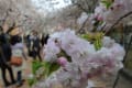 大阪造幣局の桜の通抜け