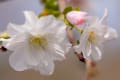 １０月桜　（福山市）