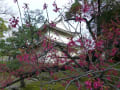 世界遺産（古都京都の文化財）　二条城