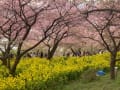 河津桜と菜の花