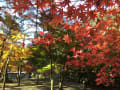 仏通寺 紅葉 2014