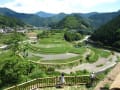 田植えをした、あらぎ島、