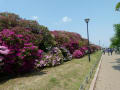 浅香山つつじまつり（2013年4月27日）