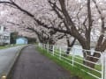 花散らしの雨