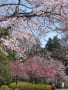 晴れ、ときどき散歩（神代植物公園の櫻）