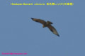 [52]Himalayan Buzzard09Jan2014-02a-s.jpg